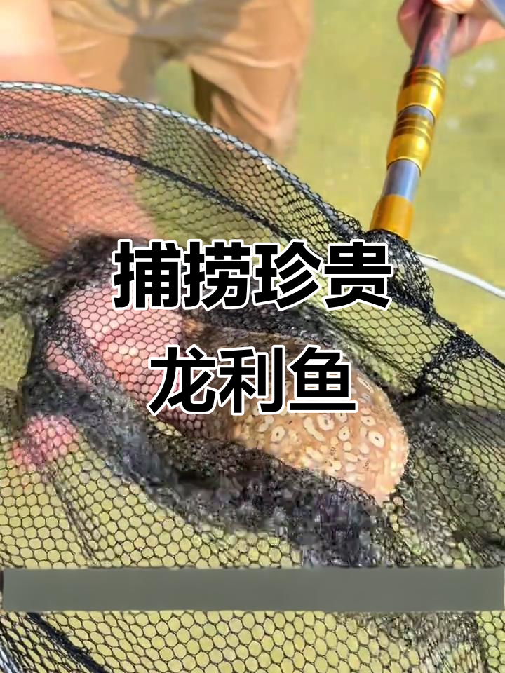 阳江赶海抓野生龙利鱼,价值100元一斤!