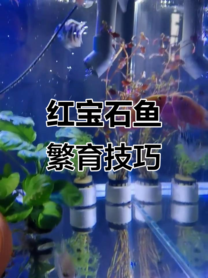 血钻与红宝石鱼的繁殖差异,哪个更易?