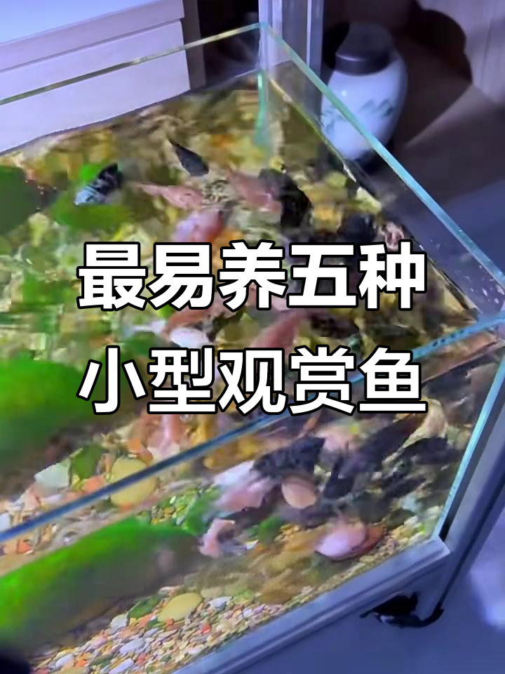 五大最容易养的观赏鱼，适合新手入门