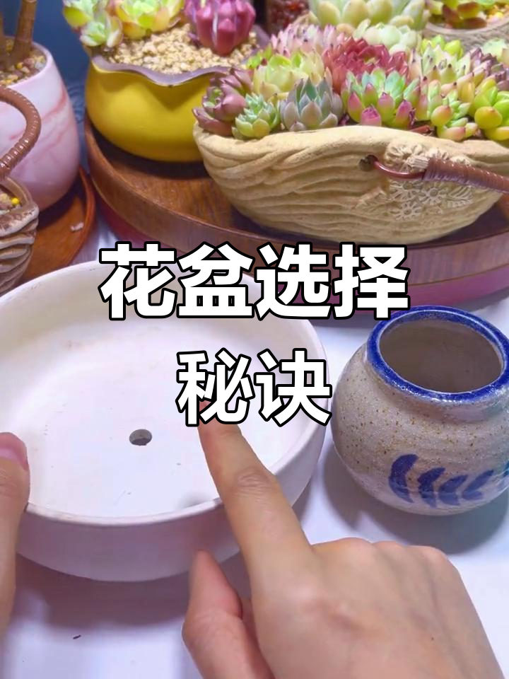 挑选花盆是养多肉的关键,选对才能让植物茁壮成长!