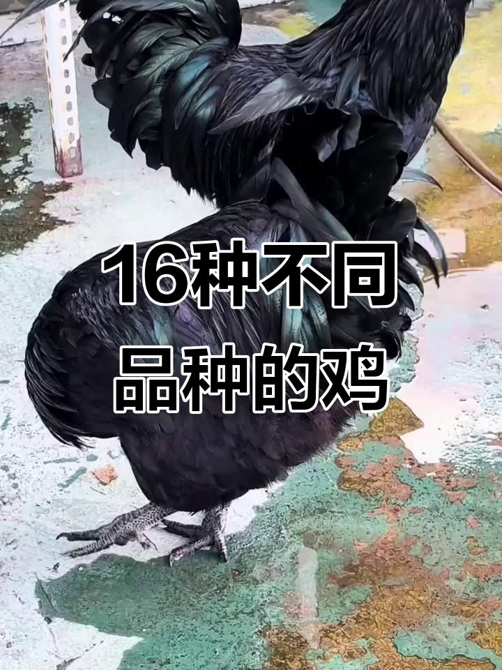 16种常见鸡类大揭秘，看看你了解吗？