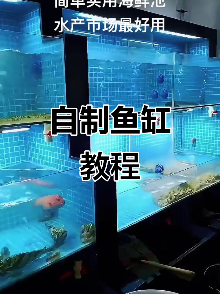超市、海鲜市场也能DIY鱼缸，简单又有趣！