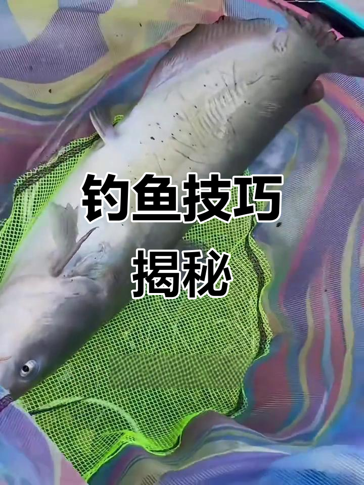 钓叉尾鱼,选对饵料是关键!