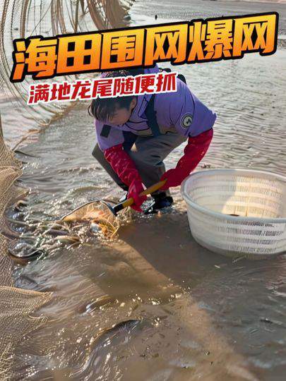 天冷围网现好多鱼,退潮啦,快来赶海抓鱼!
