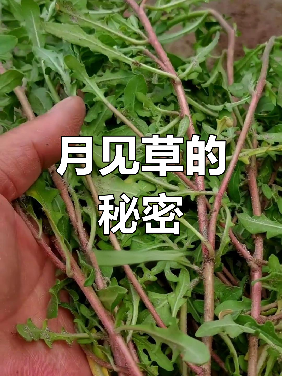 柳叶菜科裂叶月见草:根茎奇特,花朵美丽,但可能带来入侵风险