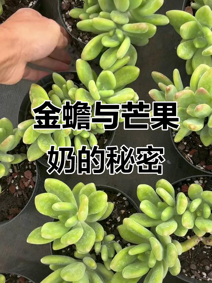 芒果奶还是金蝉?早上十点揭晓答案