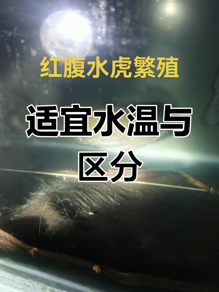 红腹水虎鱼饲养技巧