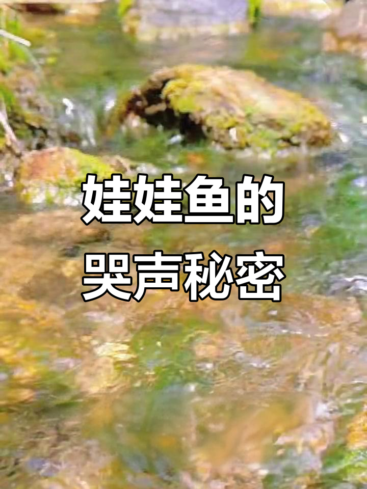 娃娃鱼为何不叫?揭秘其叫声真相
