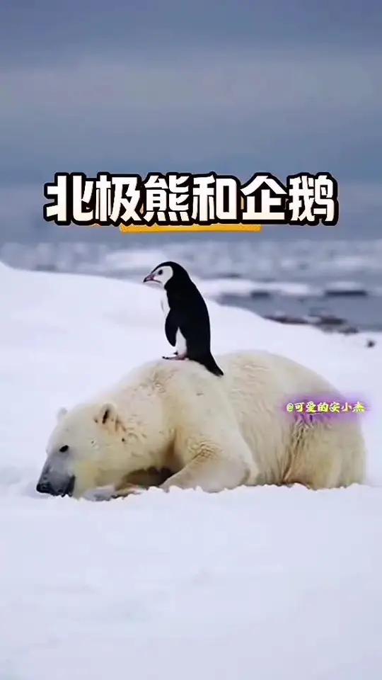 北极熊和企鹅 北极熊和企鹅交朋友