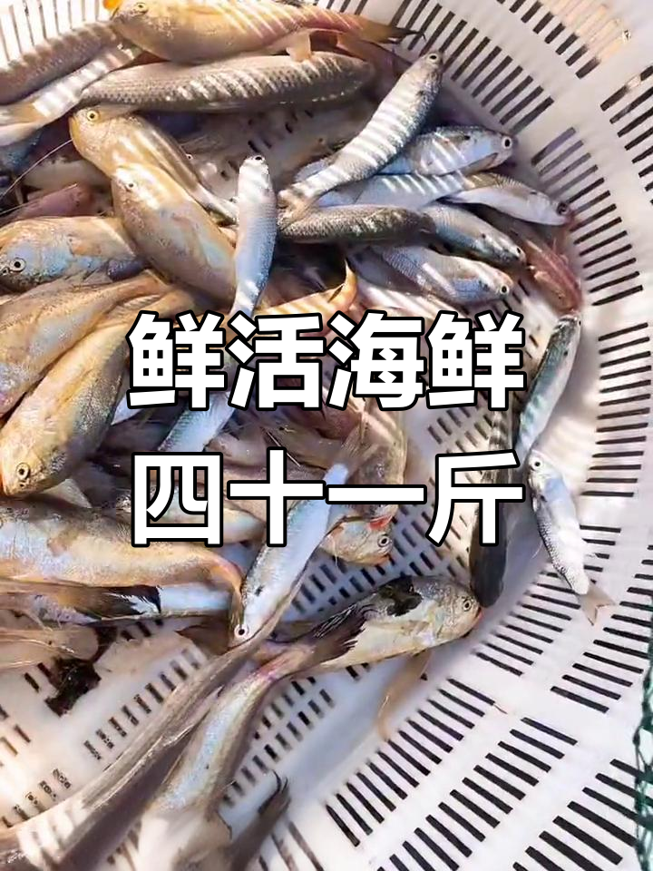 野生海鲜新鲜才是王道,四十块一斤值不值?
