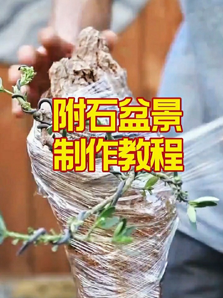 一分钟学会附石盆景制作