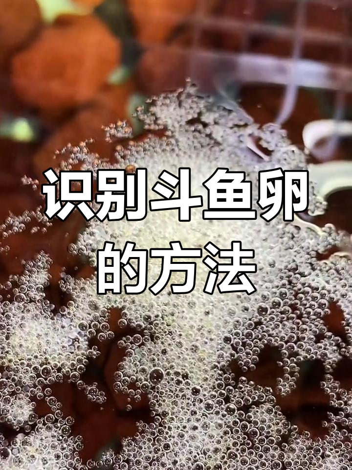 如何辨别斗鱼是否产卵