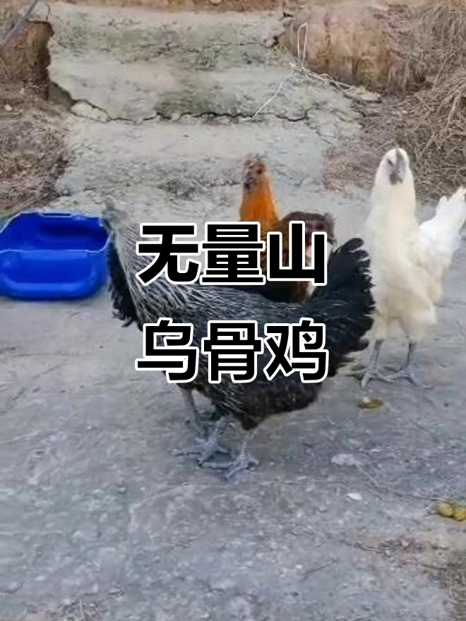无量山乌骨鸡:美味与健康的完美结合