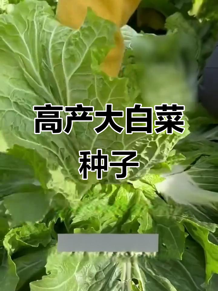 铁头小包头大白菜种子,简单易种又高产