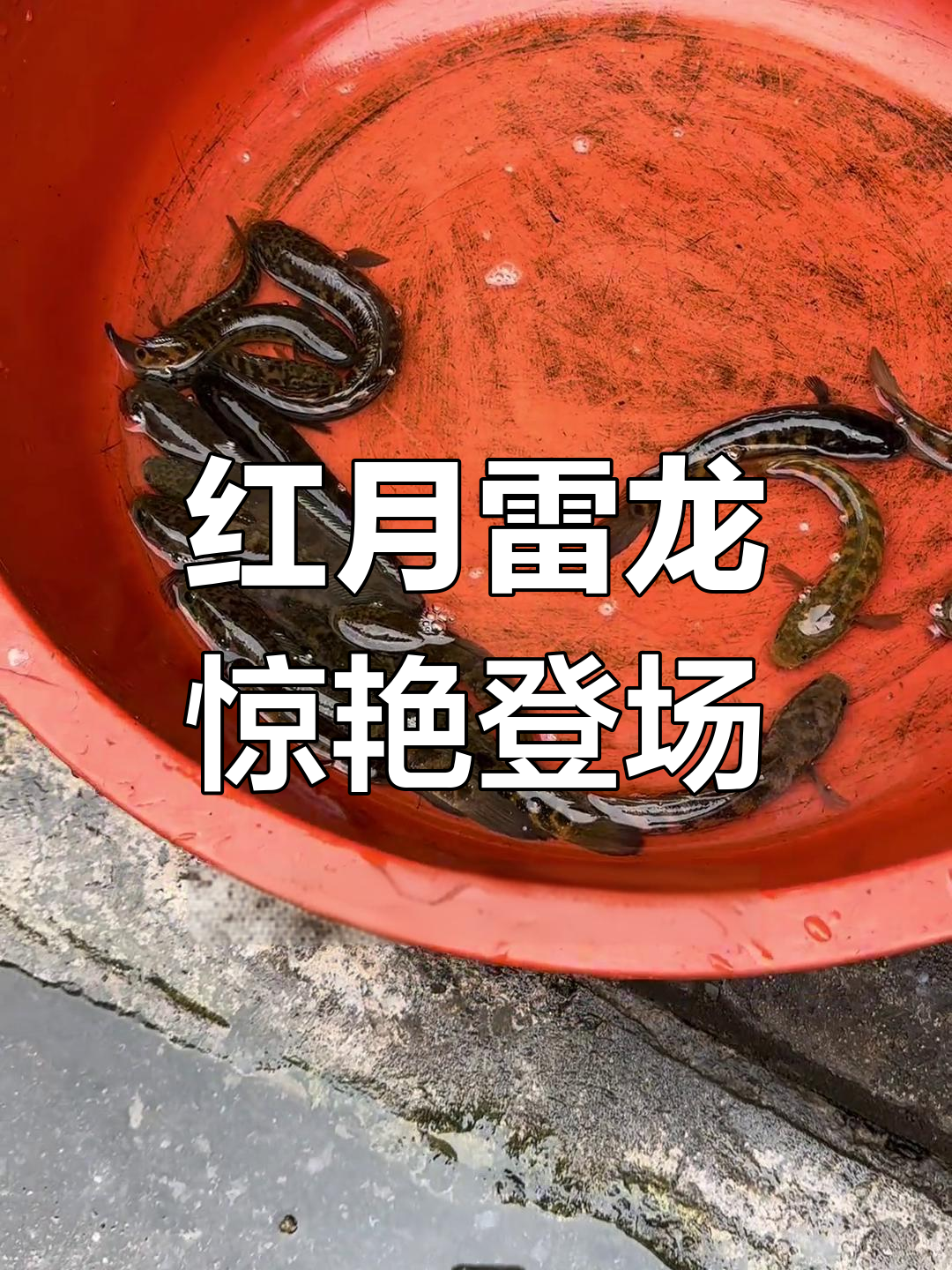 菜市场偶遇完美红月,雷龙鱼状态爆棚