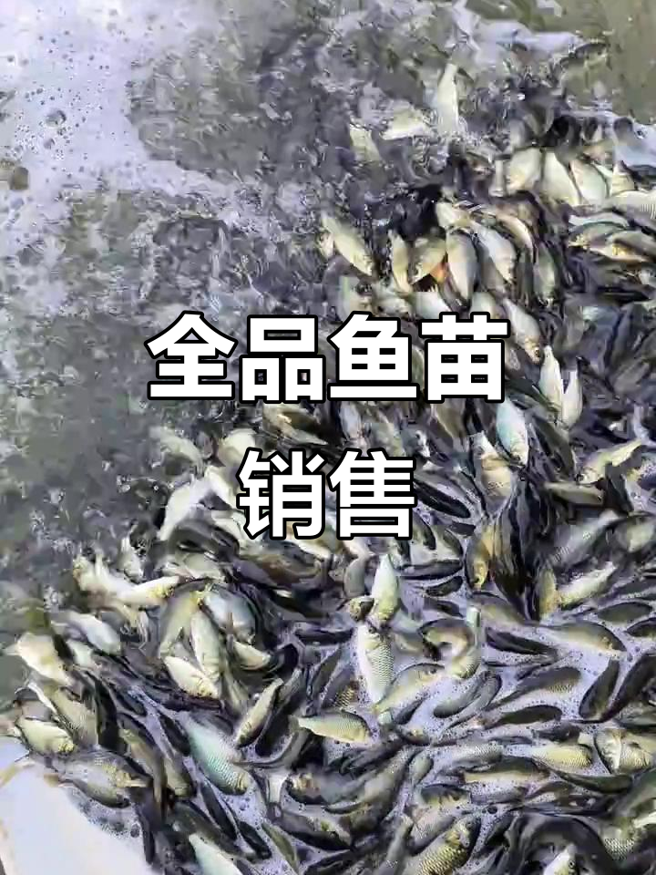 各种鱼苗出售,鲤鲫草花等品种齐全,价格合理