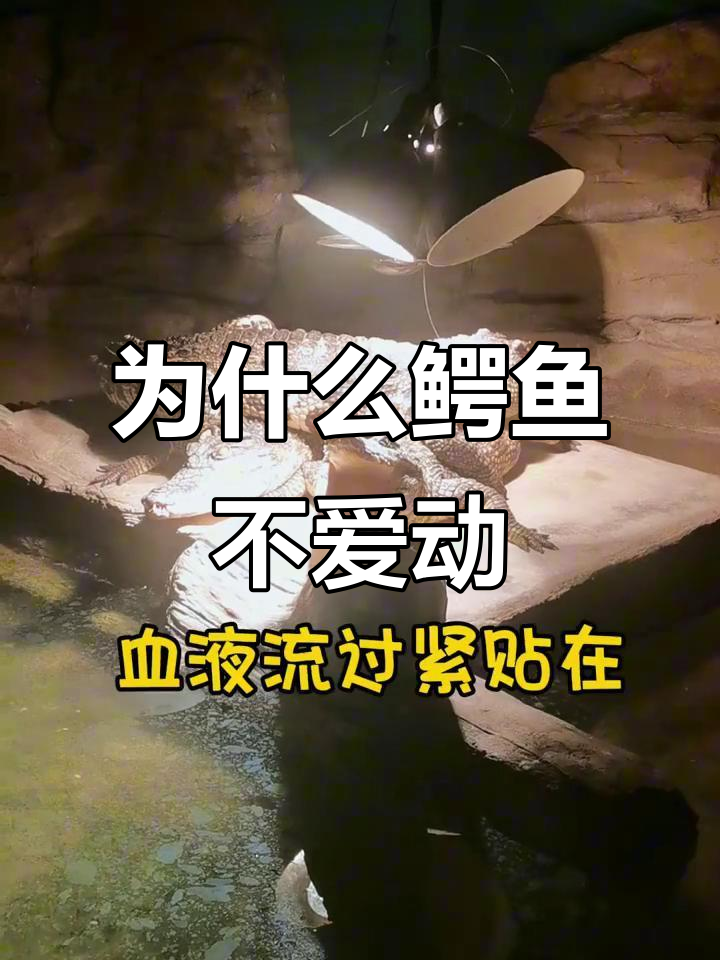 鳄鱼为何总一动不动?揭秘冷血动物的生活习性
