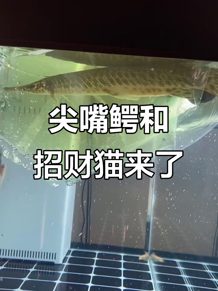 新鱼到家!尖嘴鳄与畸形招财猫的成长故事