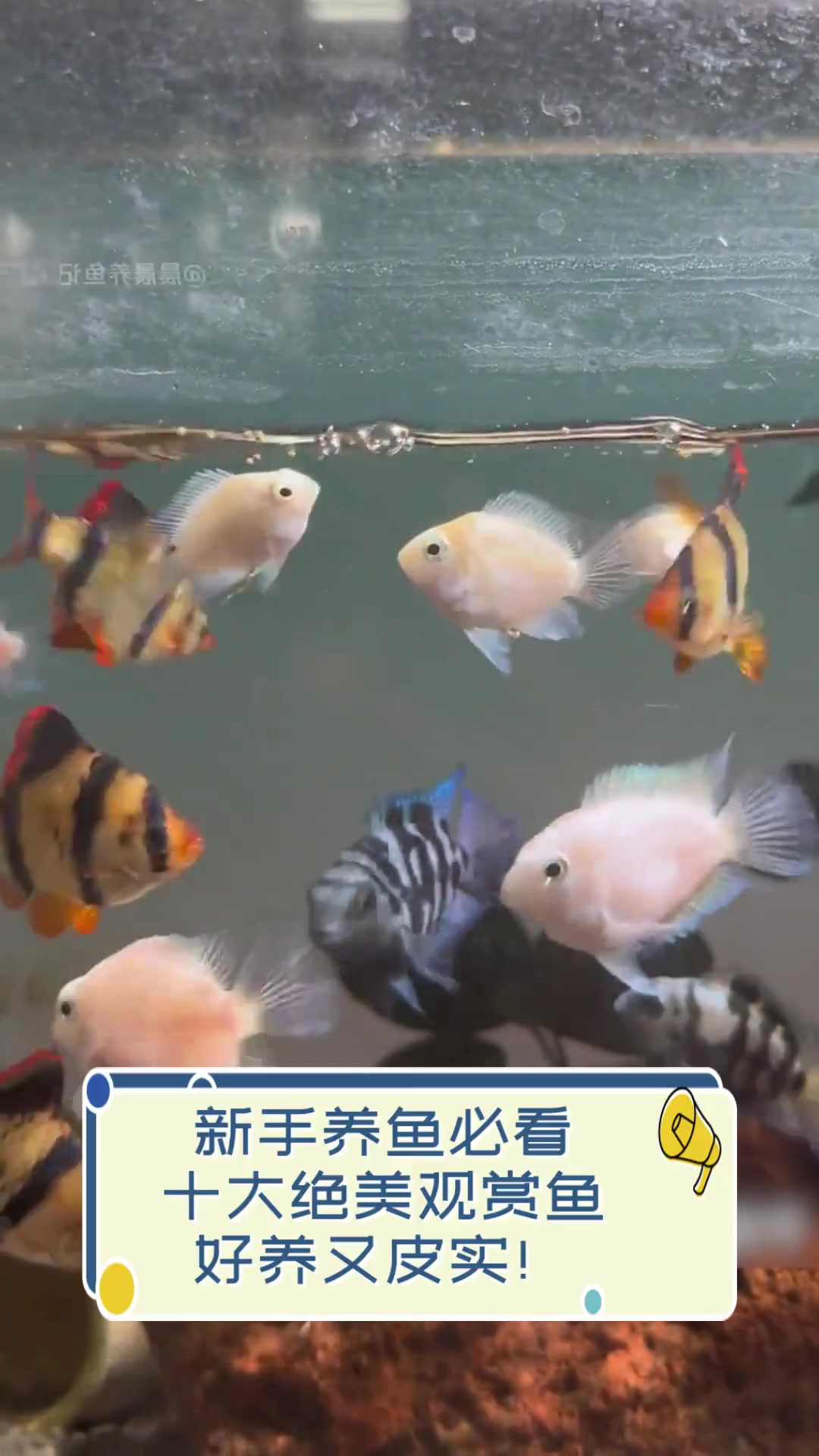 新手养鱼必看,十大绝美观赏鱼,好养又皮实!