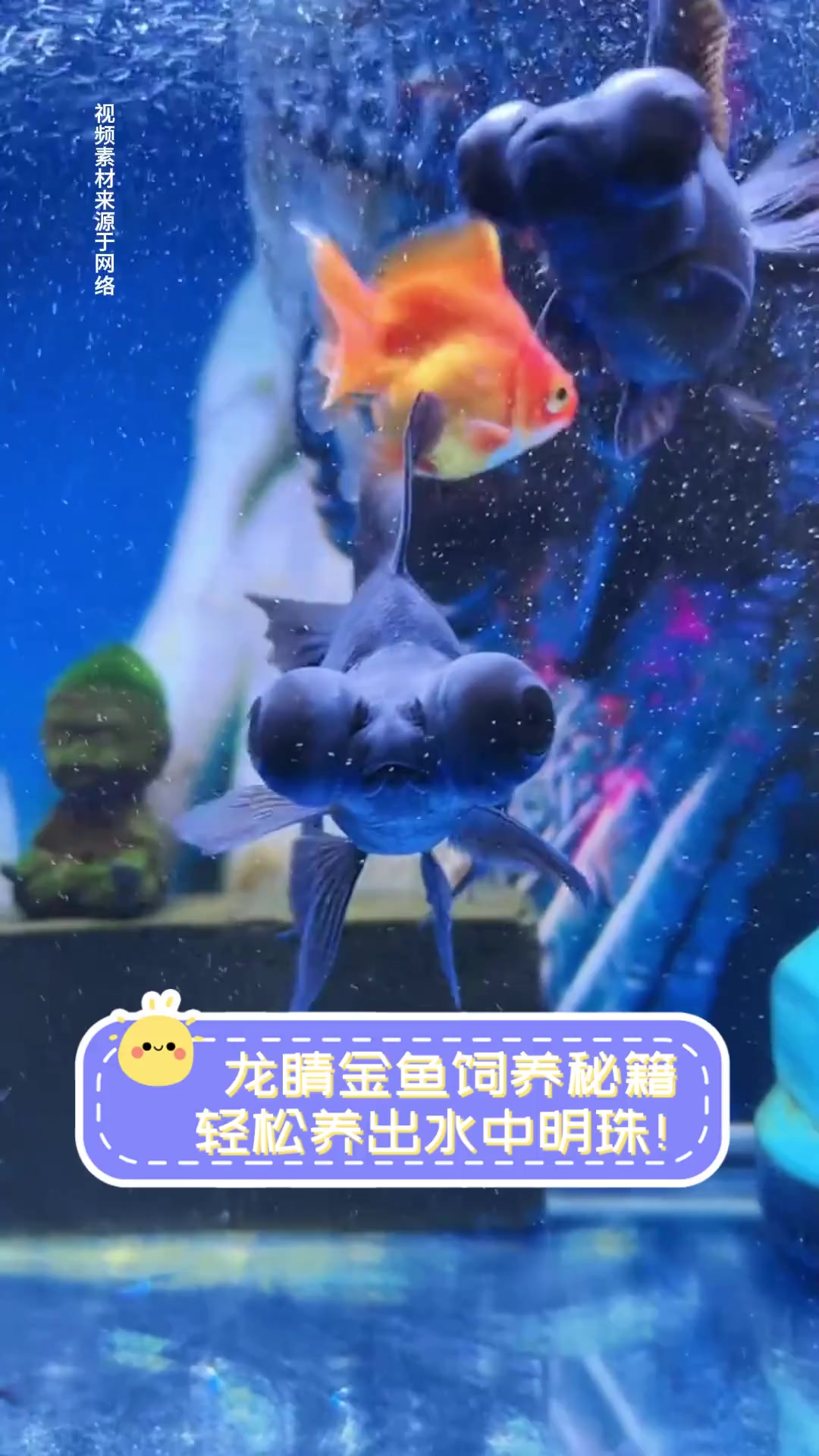 龙睛金鱼饲养秘籍,轻松养出水中明珠!