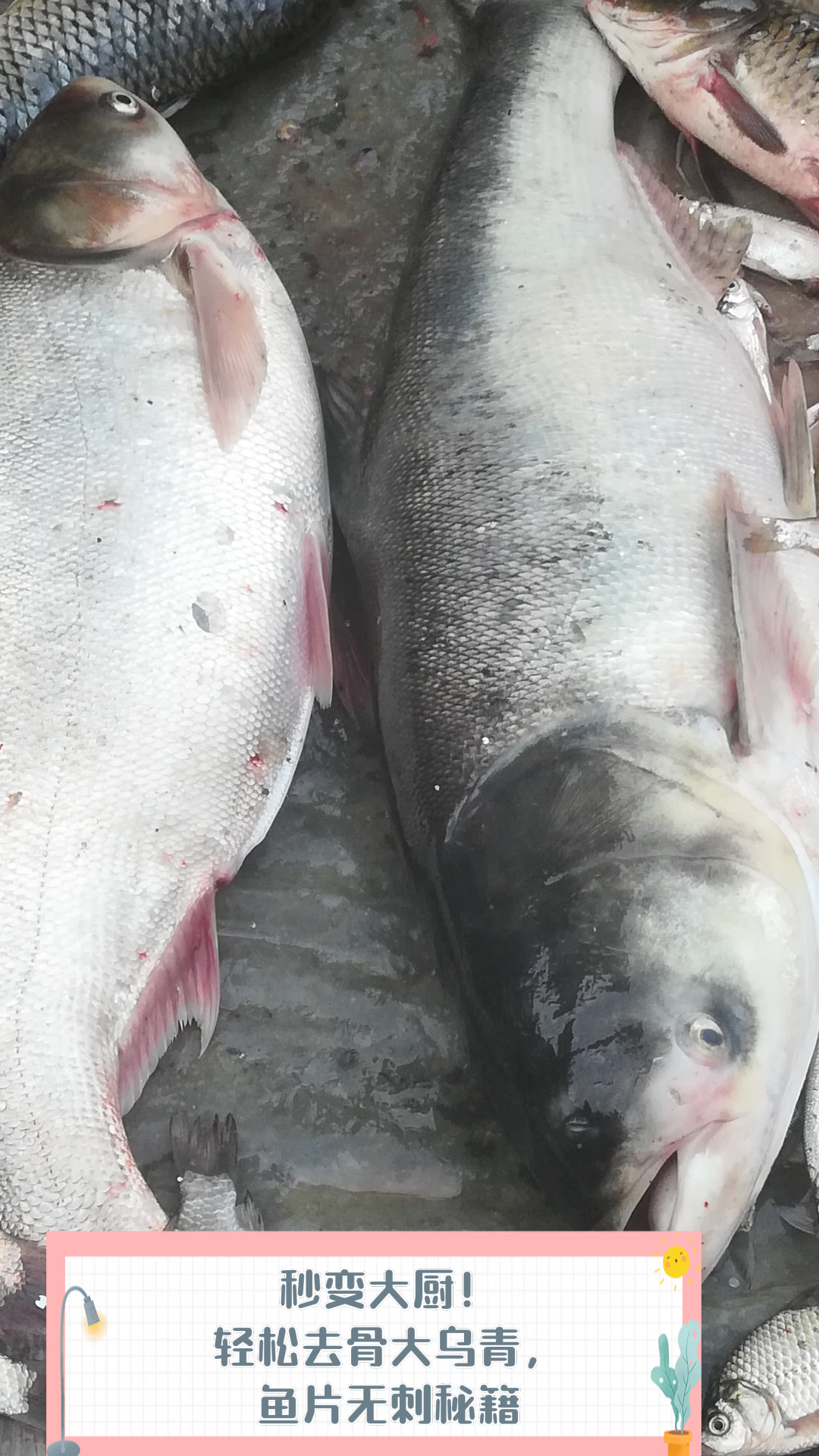 秒变大厨!轻松去骨大乌青,鱼片无刺秘籍