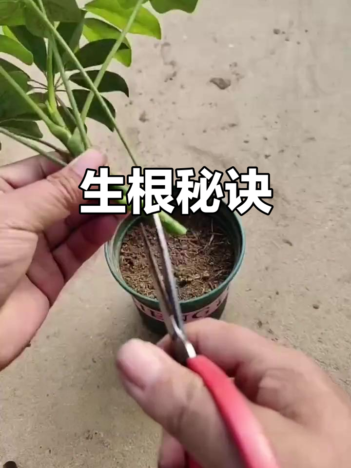 鸭掌木扦插技巧,轻松生根,简单又高效!