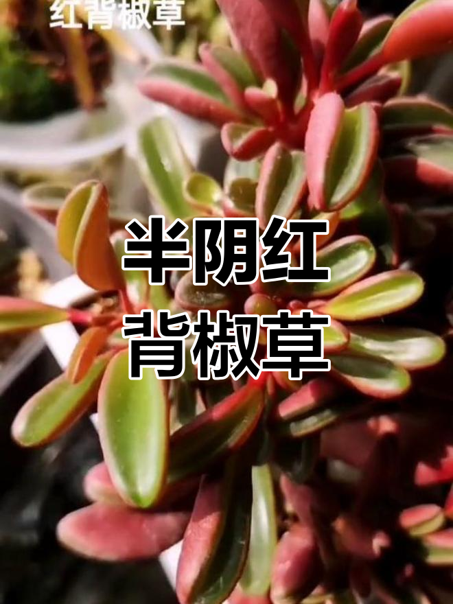 红背椒草养护指南:耐阴喜水,轻松种植