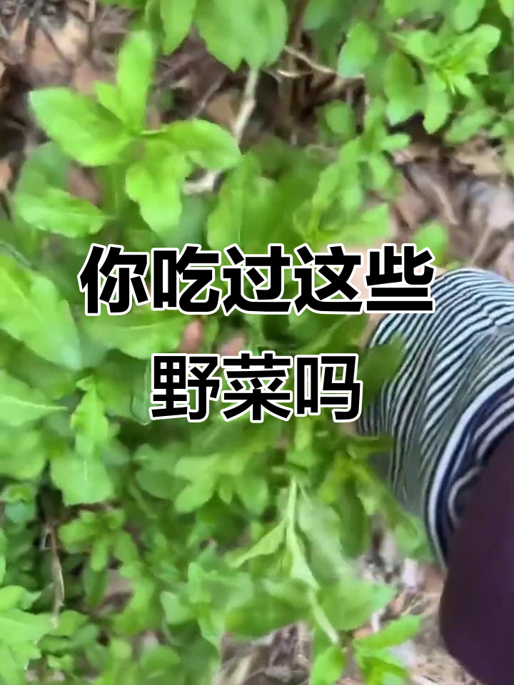 12种常见野菜，你尝过几种？香椿、槐花都在其中
