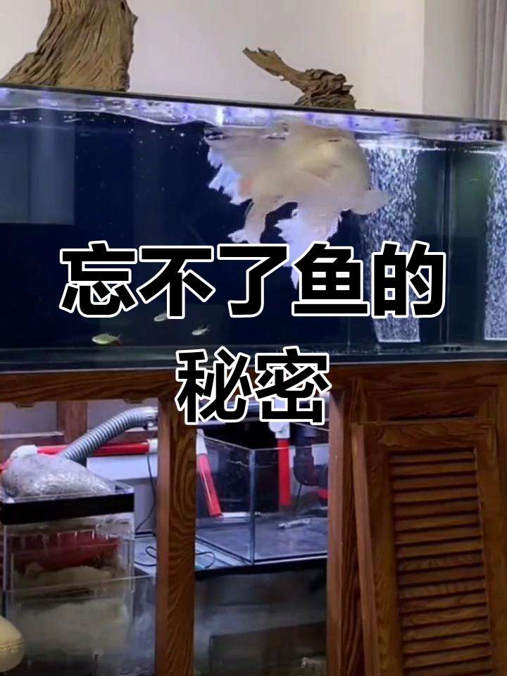 忘不了鱼:东南亚的顶级观赏淡水鱼,游速惊人难以捕捉
