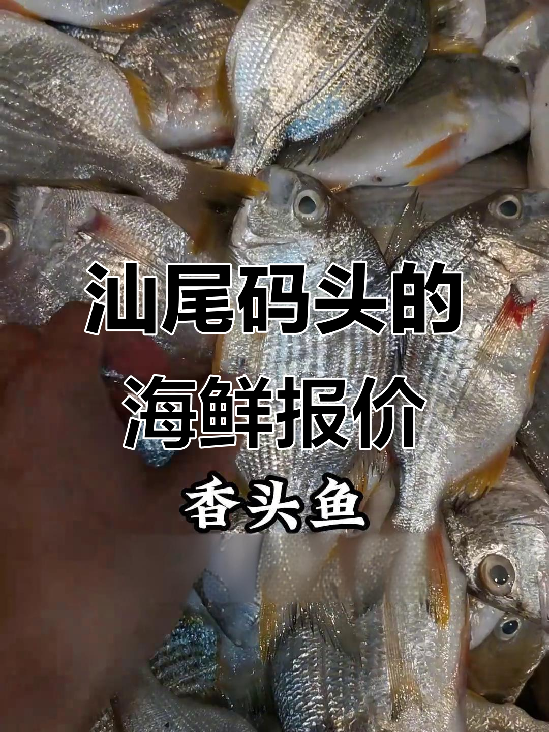 汕尾码头海鲜价格大揭秘:金线鱼、白面鱼等一网打尽