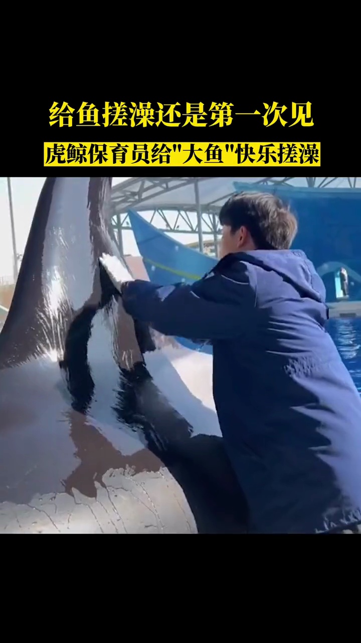 给鱼搓澡还是第一次见,虎鲸保育员给大鱼快乐搓澡来源:海报新闻