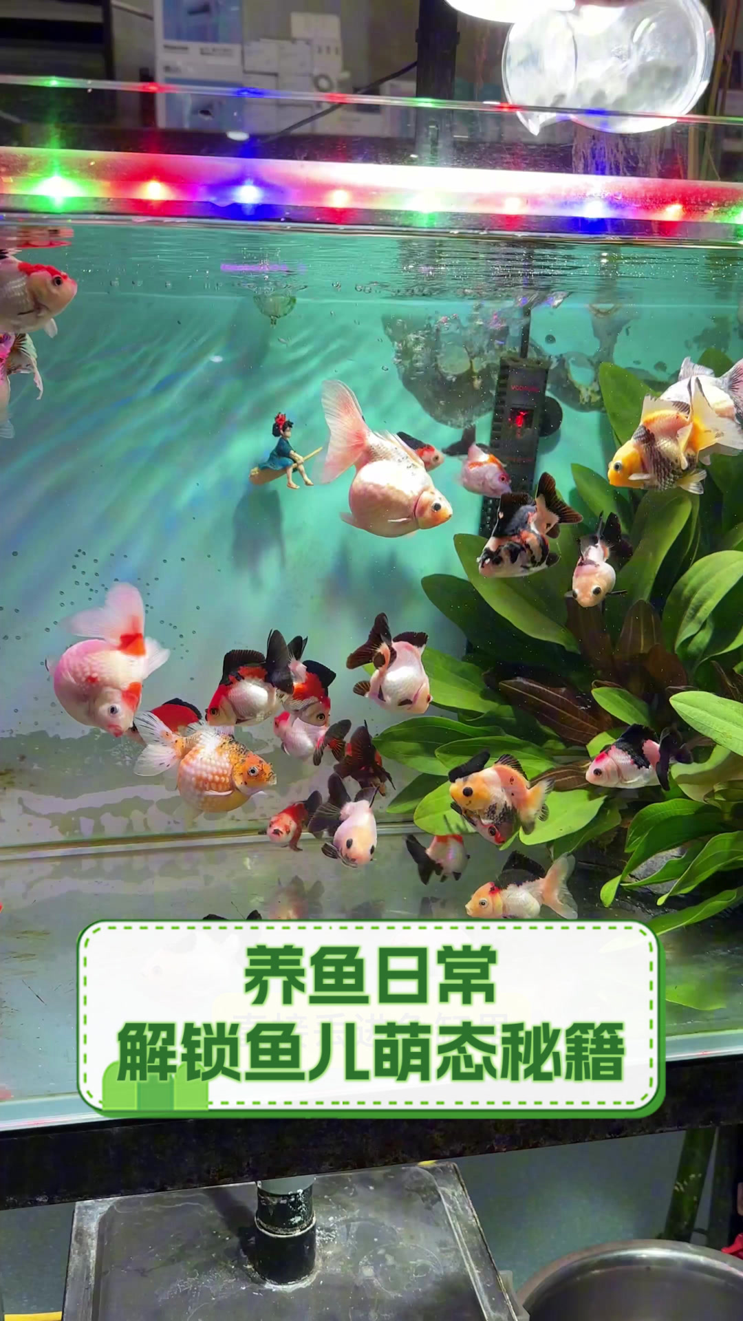 养鱼日常,解锁鱼儿萌态秘籍