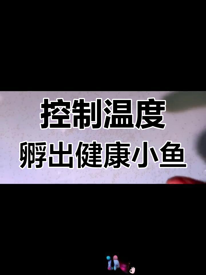 鲸鱼卵孵化时间揭秘:如何控制水温让小鱼更健康