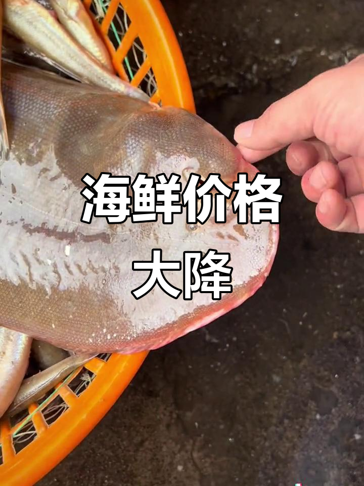 野生海鱼降价,鲅鱼、踏板都便宜了