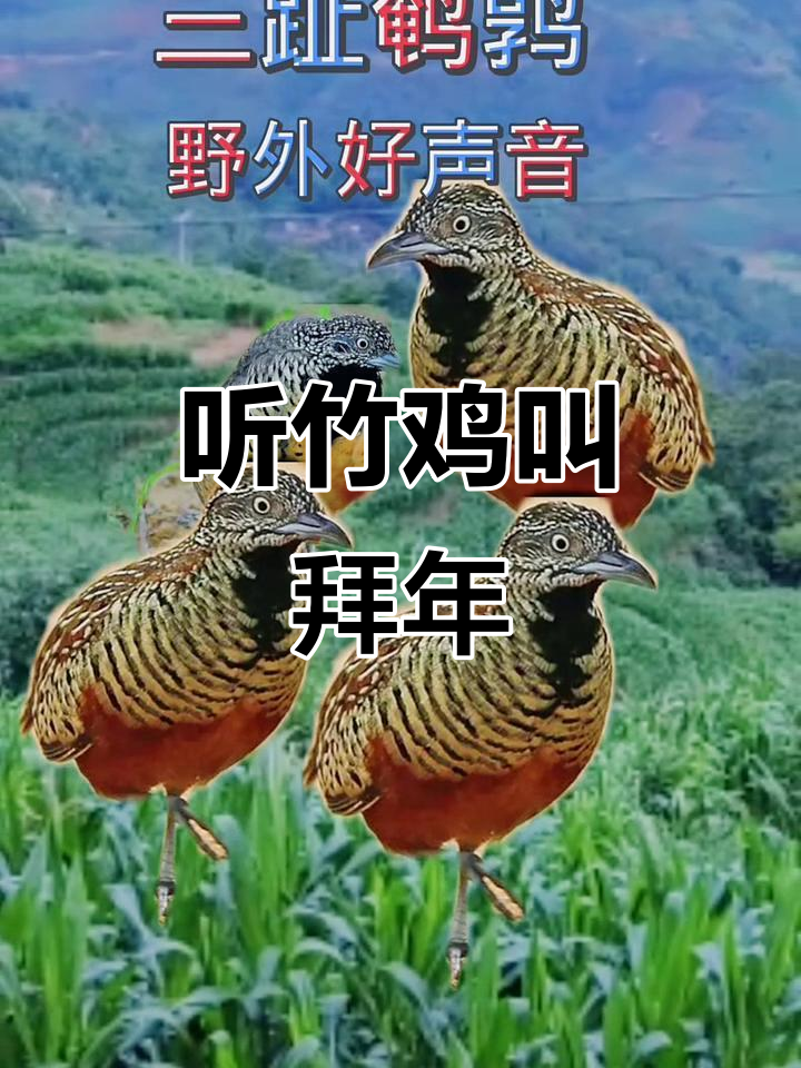 竹鸡叫声大赏,拜年必备!