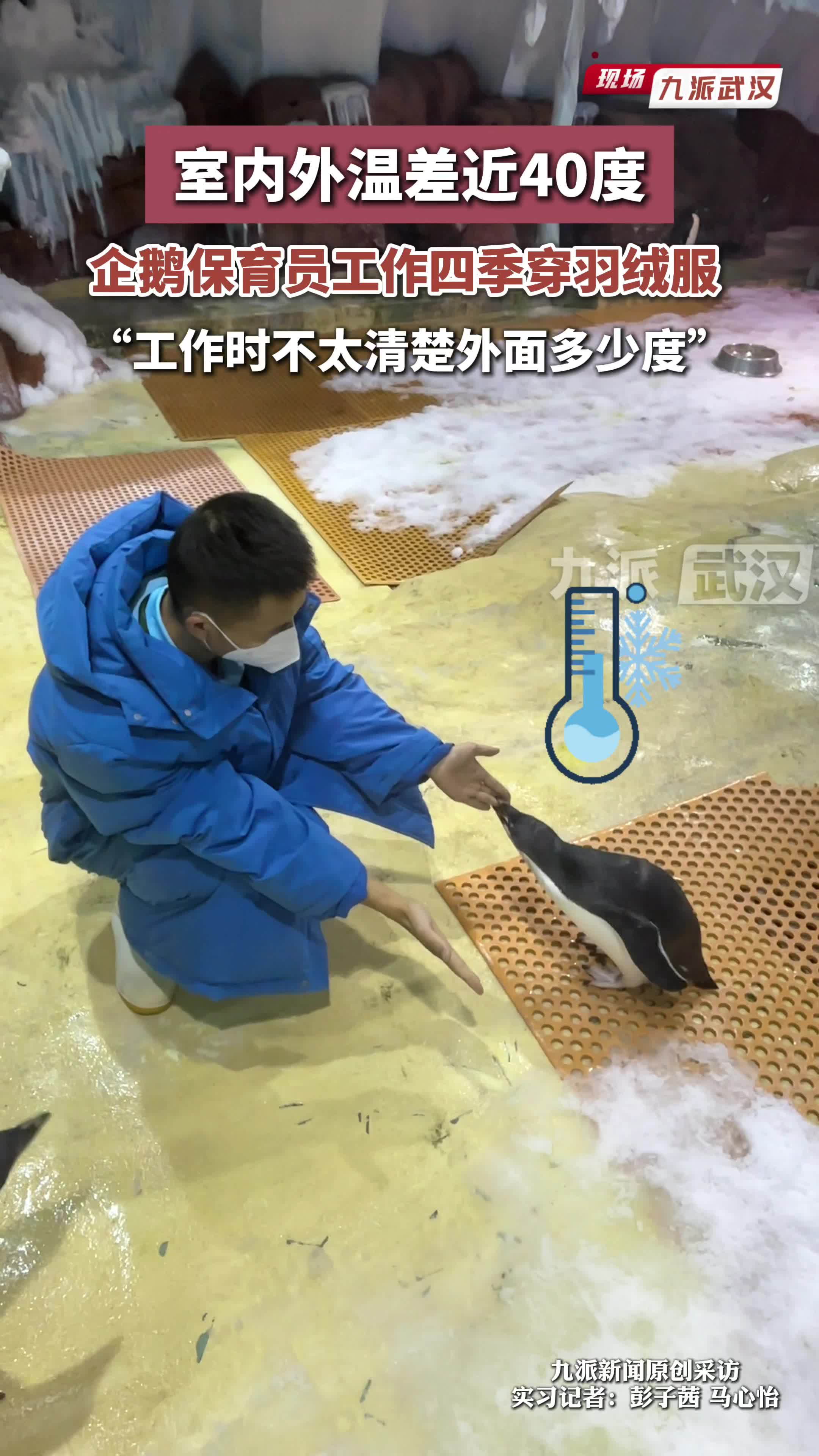 室内外温差近40度,企鹅保育员工作四季穿羽绒服“工作时不太清楚外面多少度”