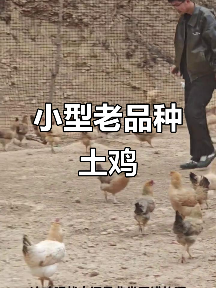 老品种土鸡,体型小但肉质鲜美,羽毛光滑健康