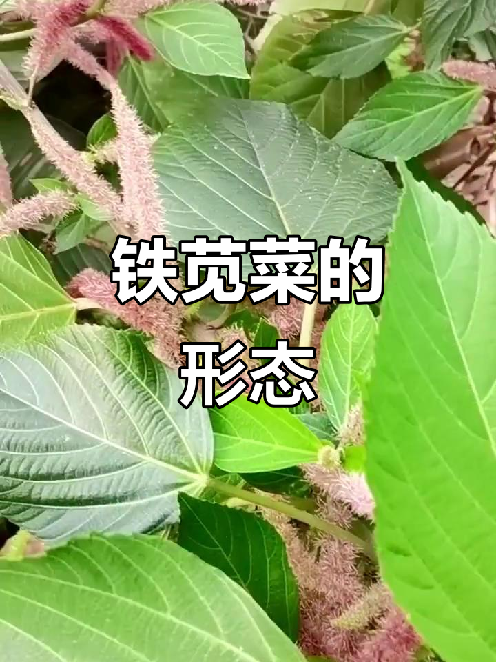 红穗铁苋菜,高1.5米左右,枝干灰白