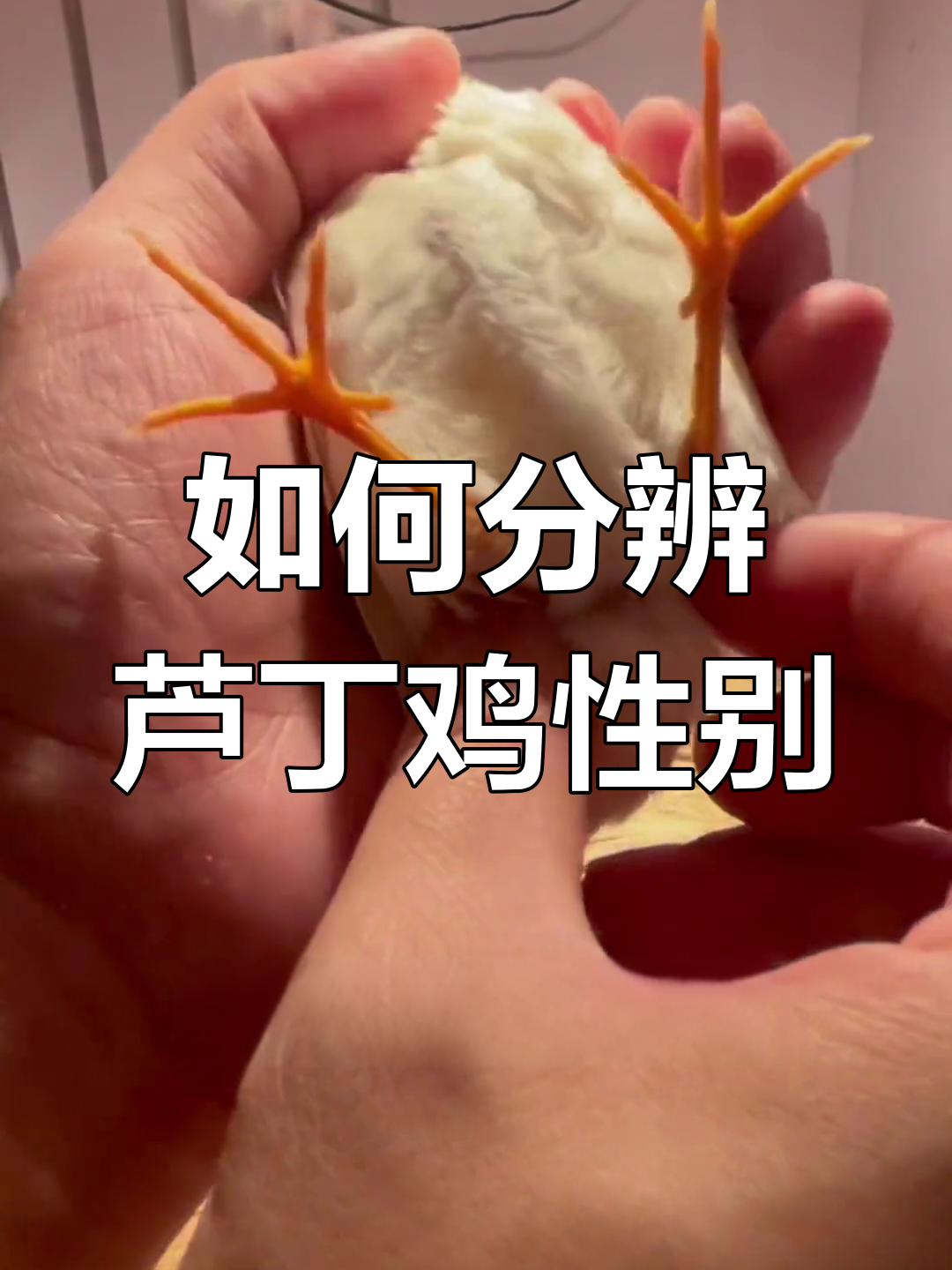 芦丁鸡公母辨别技巧大揭秘