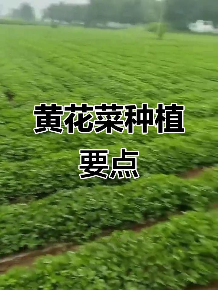 黄花菜种植技巧：病虫害防治与采收加工全解