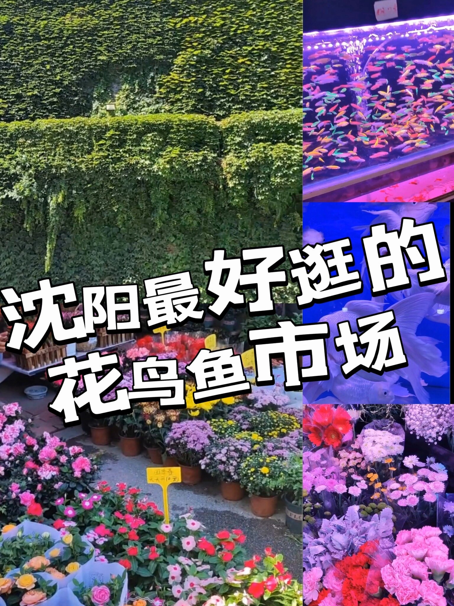 沈阳最好逛的花鸟鱼市场