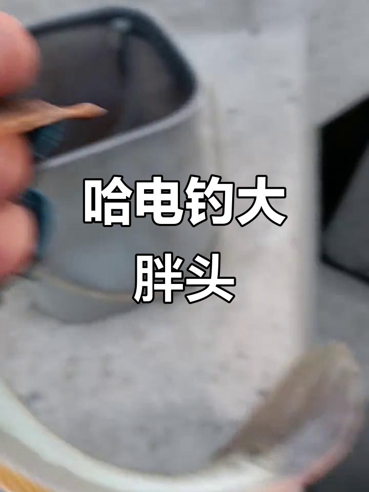 哈电钓沙光鱼,大脑袋红海来袭