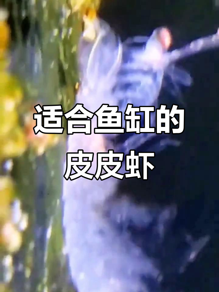 皮皮虾幼苗养殖技巧:鱼缸环境最适合