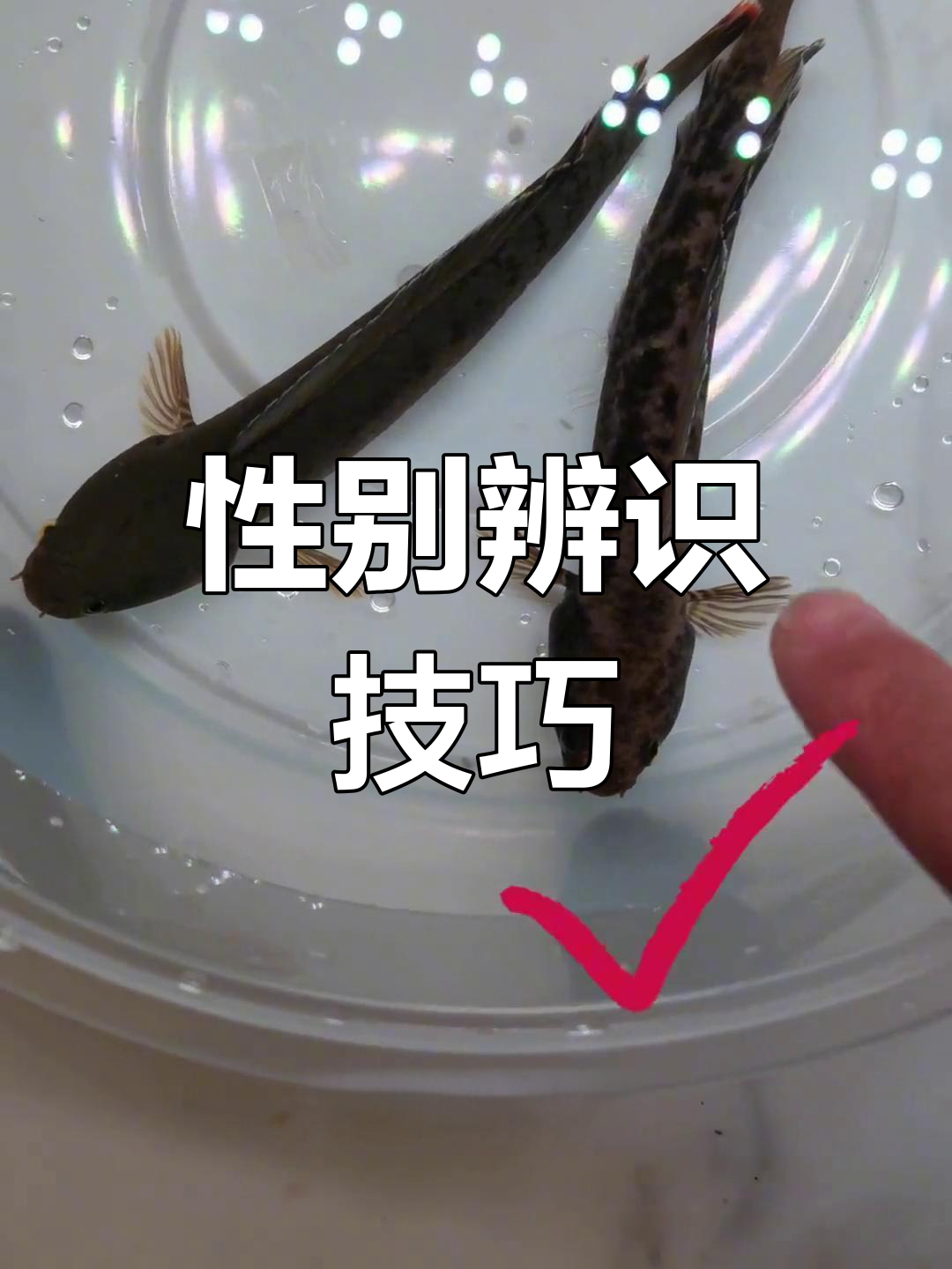 奶茶雷龙性别辨别,体色与帆比需综合判断