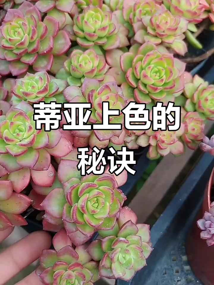 多肉植物蒂亚如何上色?光照与温差才是关键