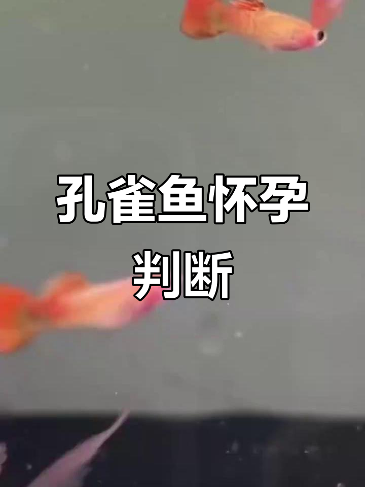 孔雀鱼怀孕征兆:腹部膨大、胎斑明显,隔离盒准备好了吗?