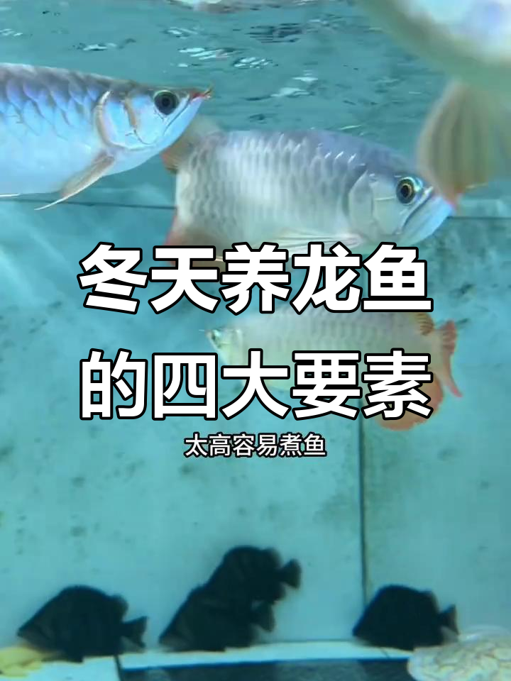 龙鱼冬季养护必备:温度计、加热棒与消化细菌全解析