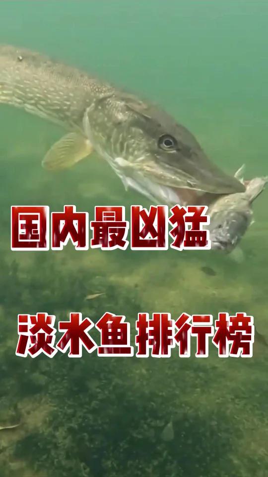 国内最凶猛淡水鱼排行榜