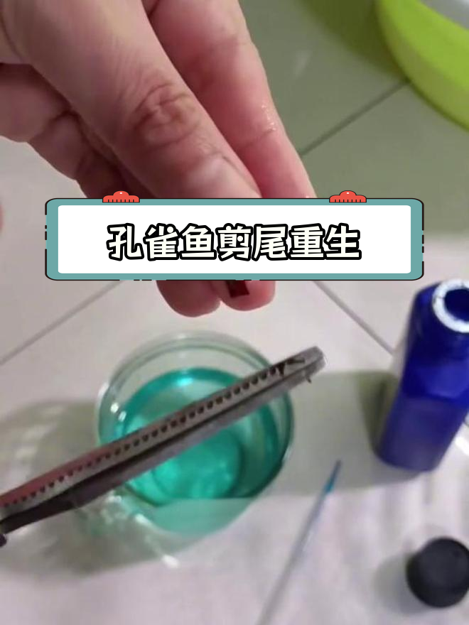 孔雀鱼烂尾剪掉后,新尾巴会重新长出来