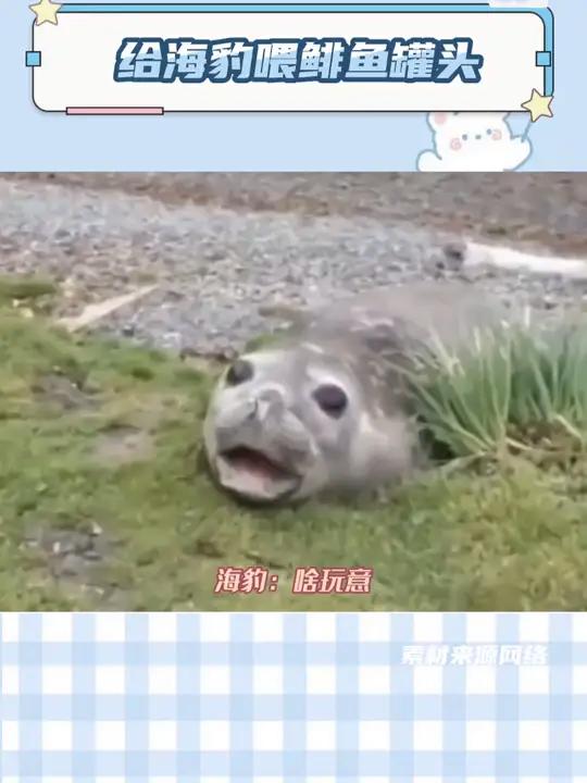 给海豹喂鲱鱼罐头 海豹:啥玩意,你就敢往我嘴里塞?动物倒霉瞬间 娱乐巨咖站